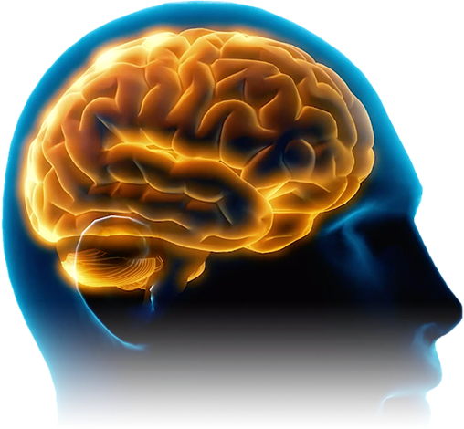 Brain Image